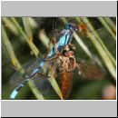 Philonicus albiceps - Sand-Raubfliege w06a 10mm mit Libelle - Sandgrube Niedringhaussee.jpg